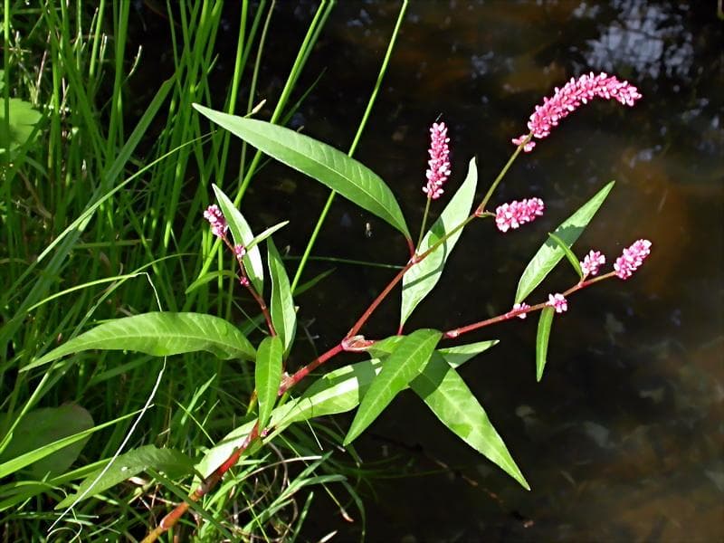 О почечуйной траве