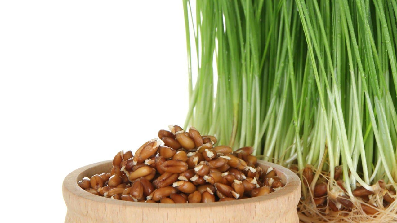 Порошки из проростков пшеницы и ячменя: источник жизненной энергии