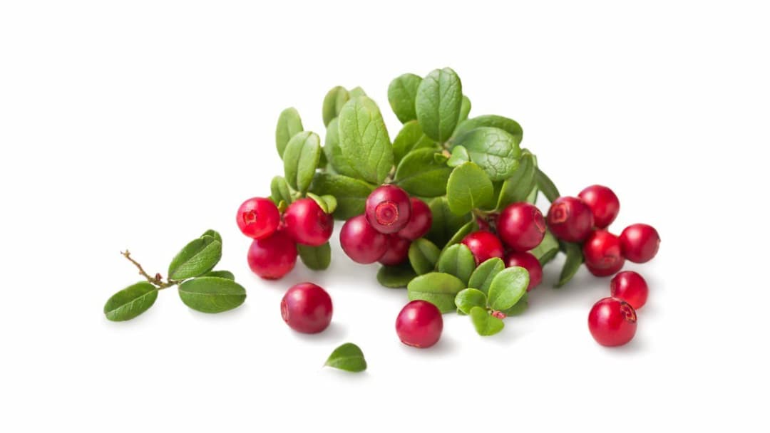 Экстракт листьев брусники