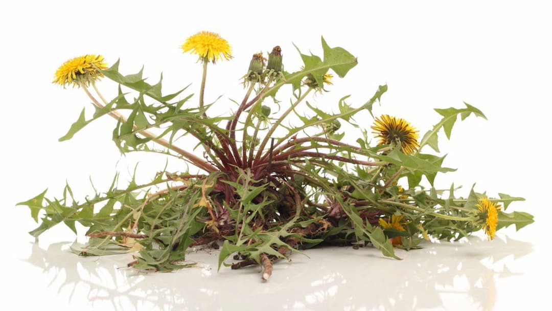Экстракт корня одуванчика